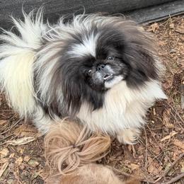 Emma - Gray female Pekingese puppy in Cumming, Georgia from Imperial Pekingese