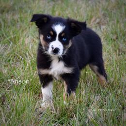 Anson - Black tri male Miniature Australian Shepherd puppy in Evant, Texas from Lazy VT Bar Ranch