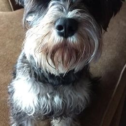 Miniature Schnauzers from Julie Moore's Miniature Schnauzers