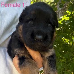 Female 4 - Black and red female German Shepherd puppy in Brooksville, Florida from Vom Hundhaus Shepherds