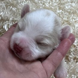 Boy 3 - male Miniature Schnauzer puppy in Silsbee, Texas from My Little Schnauzer Pals