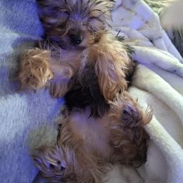Yorkshire Terrier Puppies from The Yorkies and Us