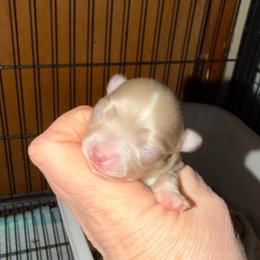 Chase (lavender) - Blue and white male Chihuahua puppy in Seneca, Missouri from Stephanie’s Puppy Colony