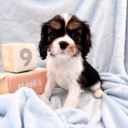NEBL3 Gene Carrier Symbols - Tri-color male Cavalier King Charles Spaniel puppy in Louisville, Kentucky from Ali-Mae Cavaliers