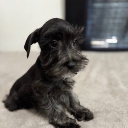 Boy 2 - Black male Miniature Schnauzer puppy in Decatur, Texas from Virgil Farms