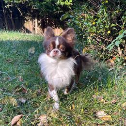 Silco - Chihuahua