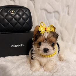 TINY XORI 3750 - Parti female Yorkshire Terrier puppy in Andrews, South Carolina from Sparkle of Glamour Yorkies