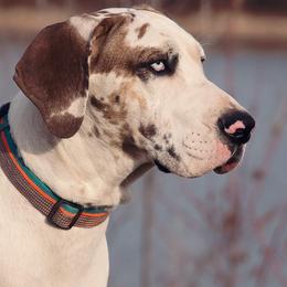 Atlas - Great Dane