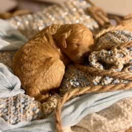 Goldendoodle Puppies from Copper Doodle Tails
