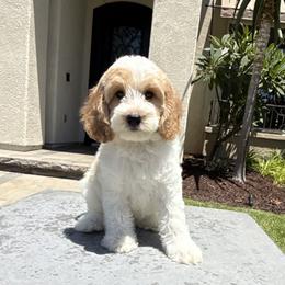 Boy 3 - Parti male Goldendoodle puppy in San Diego, California from Goldendoodles & Poodles of San Diego