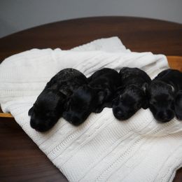 Pepper Salt Male 2 - Pepper and salt male Giant Schnauzer puppy in St George, Utah from Schnauzer Ranch