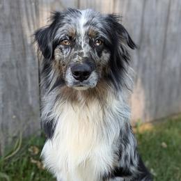 Murphy - Australian Shepherd