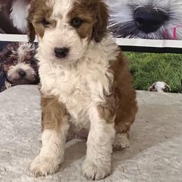 Juliet - female Australian Mountain Doodle puppy in Lincoln, Nebraska from GRand Doodles