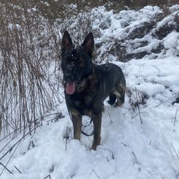 Reef - German Shepherd