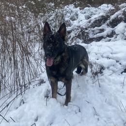 Reef - German Shepherd