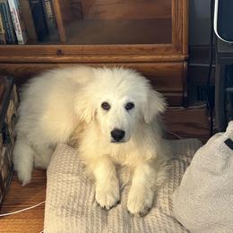 Great Pyrenees Puppies from Nemaha Valley Farms