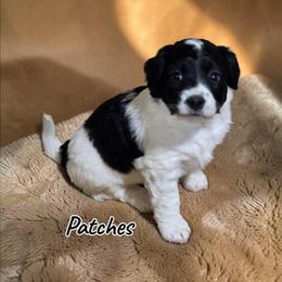Patches - Black and white female Aussiedoodle puppy in Lebanon, Oregon from Abbott Family Farm