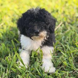 Joey - Black and white male Bernedoodle puppy in Tazewell, Tennessee from Bundren Farms