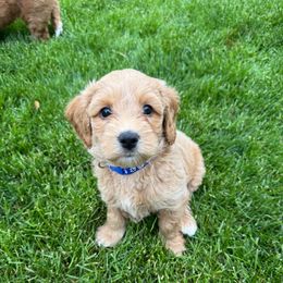 Ranger - Cream male Australian Labradoodle puppy in Avon, Indiana from Forever Friends Labradoodles