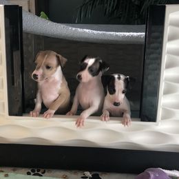 Italian Greyhound Puppies from Candace Morris
