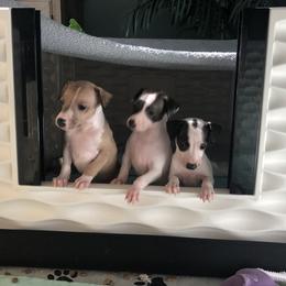 Italian Greyhound Puppies from Candace Morris