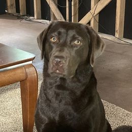 Labrador Retrievers from McCoy Mountain Labs