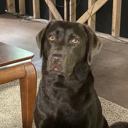 Labrador Retrievers from McCoy Mountain Labs