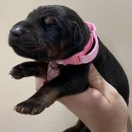 Girl 6 - female Doberman Pinscher puppy in Wellington, Ohio from Jessie J's Dobermans
