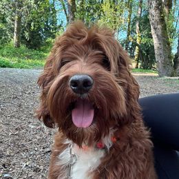 Mambo - Australian Labradoodle