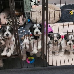 Miniature Schnauzer Puppies from PartiLife Miniature Schnauzers