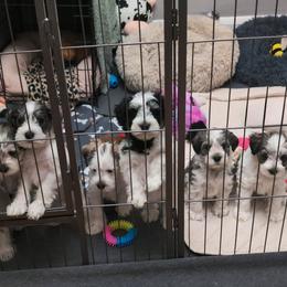 Miniature Schnauzer Puppies from PartiLife Miniature Schnauzers