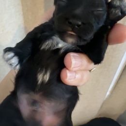 Male 1 - Black phantom male Aussiedoodle puppy in Martin County, Florida from Biggie Ranch