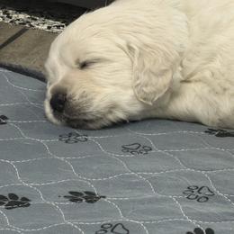 Boy pick 5 - Light golden male Golden Retriever puppy in Waterloo, Indiana from All 4 Paws of Pheasant Run