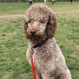 Goldendoodles and Poodles from Lanson’s Goldendoodles
