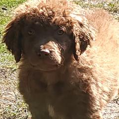 Chesapeake Bay Retrievers from Blackwood Chesapeakes