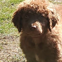 Chesapeake Bay Retrievers from Blackwood Chesapeakes