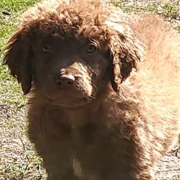 Chesapeake Bay Retrievers from Blackwood Chesapeakes