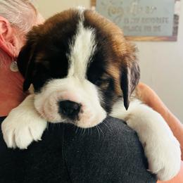 Purple - Mahogany and white female Saint Bernard puppy in Double Springs, Alabama from St Bernard Kingdom, LLC