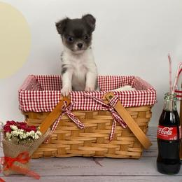 Bandit - Blue fawn male Chihuahua puppy in North Ridgeville, Ohio from Happy Pups