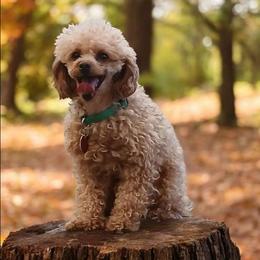 Poodle puppies from Faithful Hearts Kennel