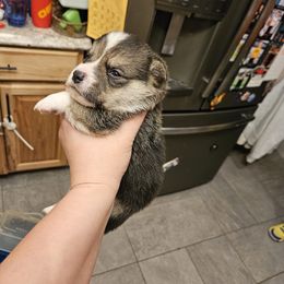 Elf 2 - Black and tan male Pembroke Welsh Corgi puppy in Frontenac, Kansas from Holloway Corgis