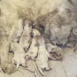 Cocker Spaniel Puppies from Little Creek Cocker Spaniels