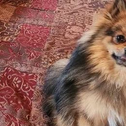 Sammy - Pomeranian
