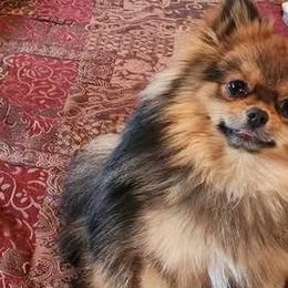 Sammy - Pomeranian