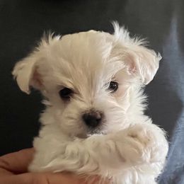 Maltese Puppies from California AKC Maltese & Yorkies
