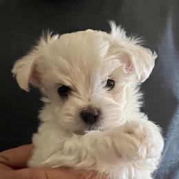 Maltese Puppies from California AKC Maltese & Yorkies