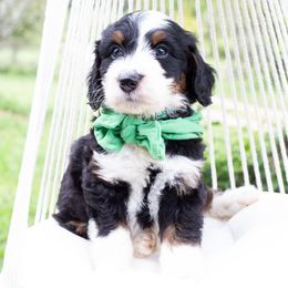 Firework - Tri-color male Bernedoodle puppy in Mount Pleasant, Tennessee from Amy Brewer