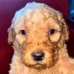 Girl 4 - Apricot female Goldendoodle puppy in Holly, Colorado from Vida’s Loving Doodles