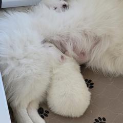 American Eskimo Dog Puppies from Diamond Storm Eskies