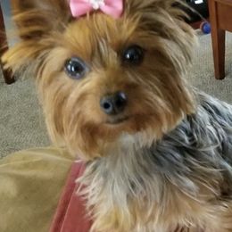 Yorkshire Terriers from Julie's Yorkie Pups